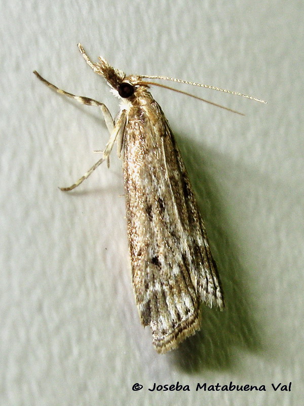 Eudonia pallida - Crambidae